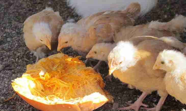 What to feed broiler chickens with